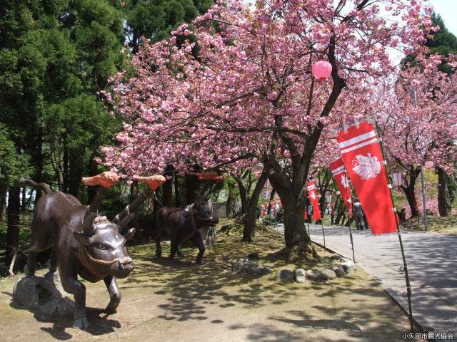倶利迦羅さん八重桜まつり（富山県小矢部市）