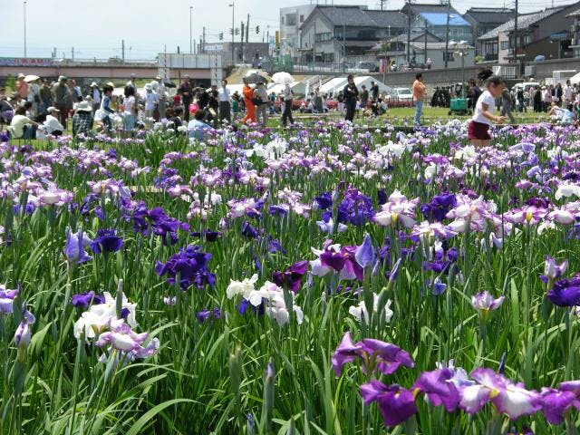 【2020年度中止】花菖蒲祭り