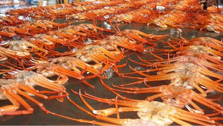 新湊漁港の昼セリ見学