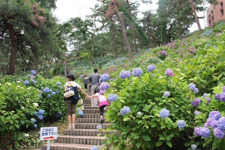 太閤山ランドあじさい祭り