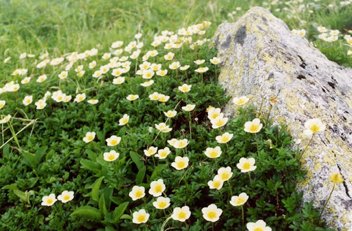 弥陀ケ原の高山植物群落