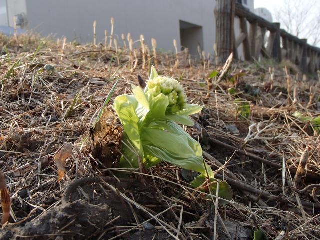 国立立山青少年自然の家キャンプ場