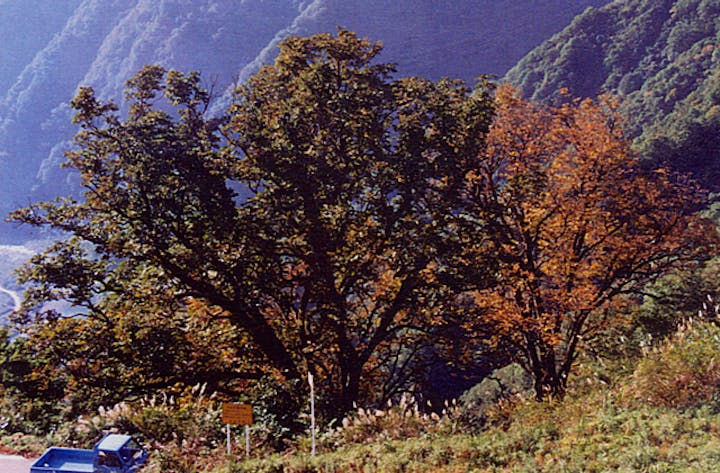 内山のとちの森