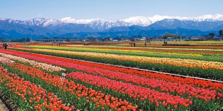 にゅうぜんフラワーロード2021