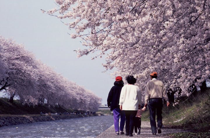 舟川べり桜並木