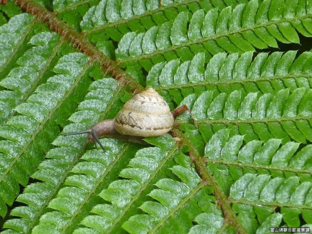 宮崎自然博物館