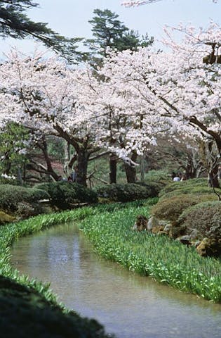 兼六園の桜