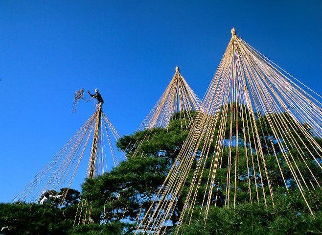兼六園雪吊り作業