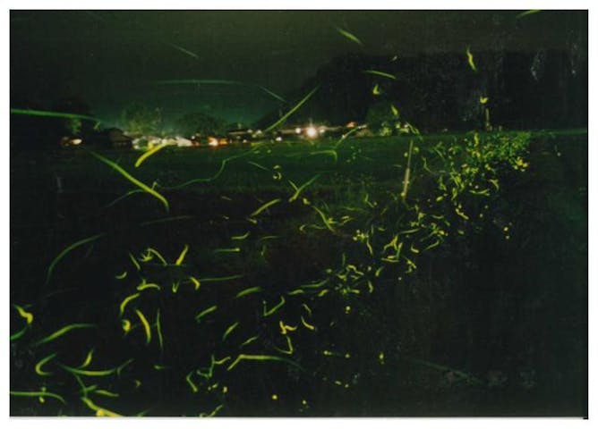 日用川のホタル