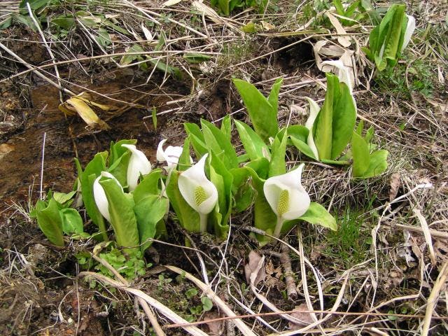 布橋のミズバショウ群生地