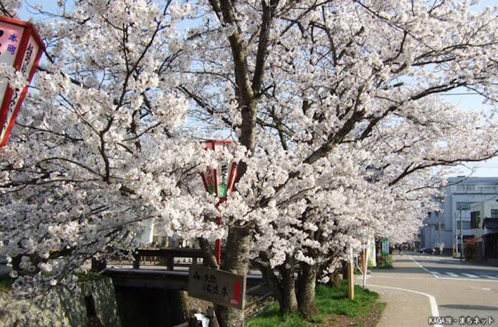 熊坂川河畔の桜並木