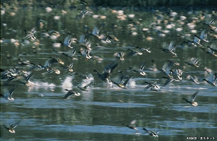片野鴨池のガン・カモ