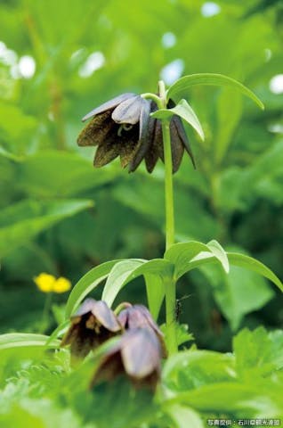 白山の高山植物