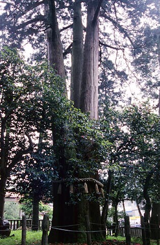 八幡神社の大杉
