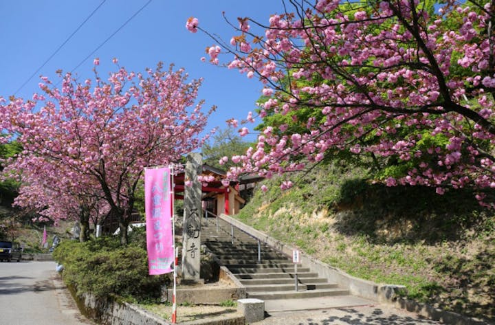 倶利迦羅さん八重桜まつり（石川県津幡町）