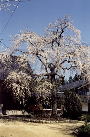 浄蓮寺のしだれ桜