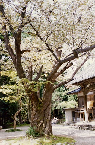 善正寺の菊桜