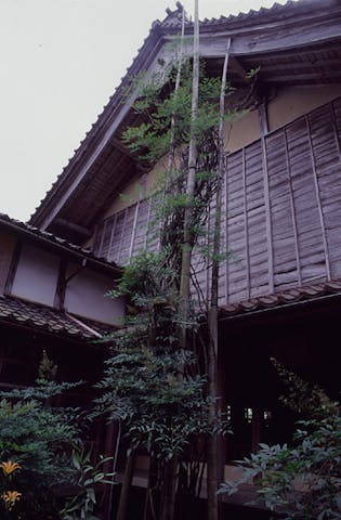 妙法輪寺のナンテン