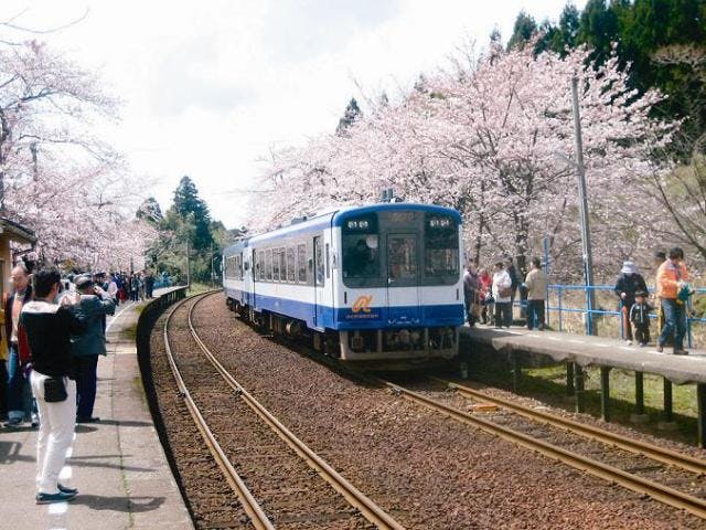 【2021年中止】花見だよ！in能登さくら駅