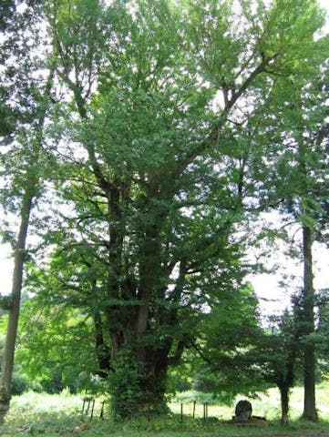大峰神社のイチョウ