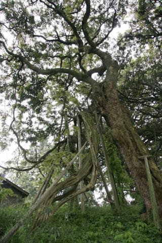 常椿寺の夫婦藤