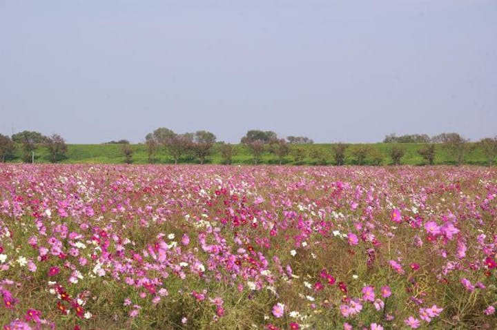 【2021年開催中止】福井コスモスまつり