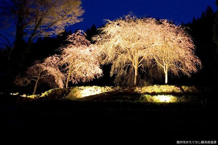 【2021年中止】越前朝倉糸桜まつり
