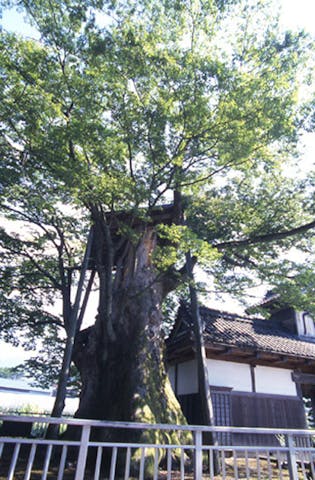 専福寺の大ケヤキ