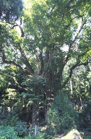 白山神社の大カツラ