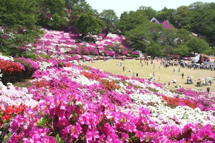 さばえつつじまつり