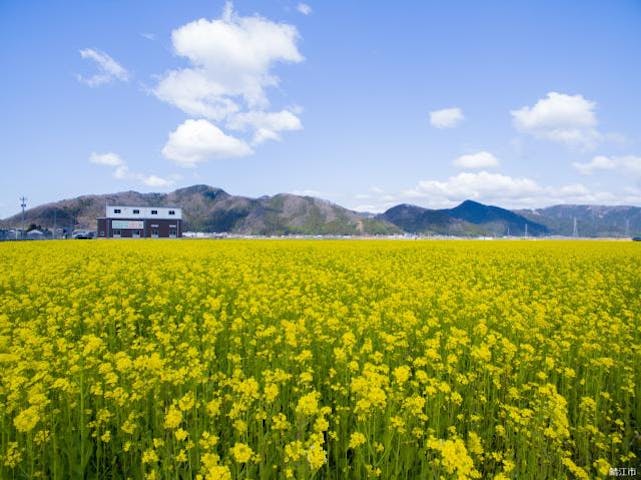【2021年中止】さばえ菜花まつり