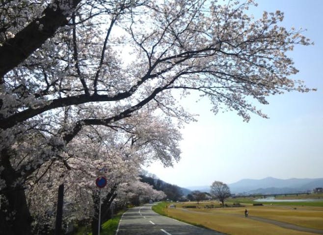 日野川河川敷の桜
