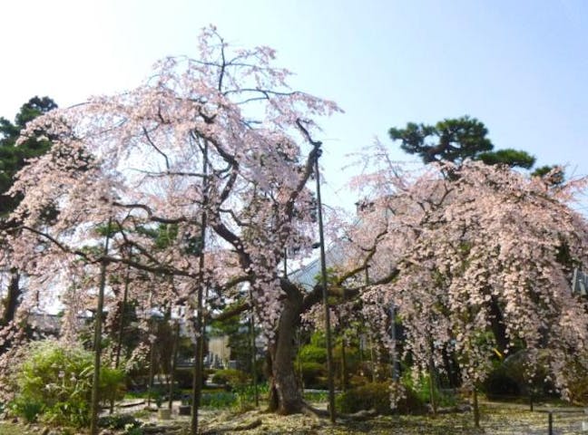 大宝寺の桜