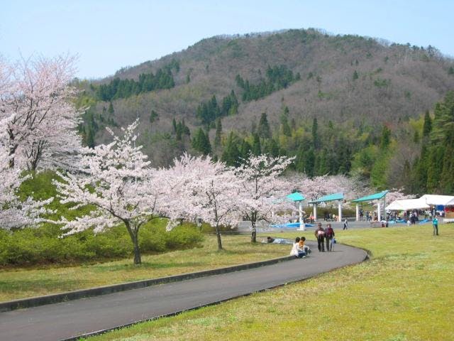 みどりと自然の村　太陽広場の桜