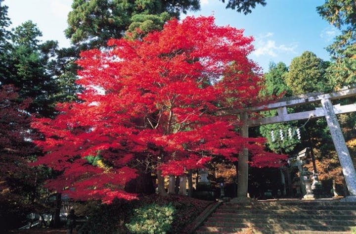 花筐もみじまつり