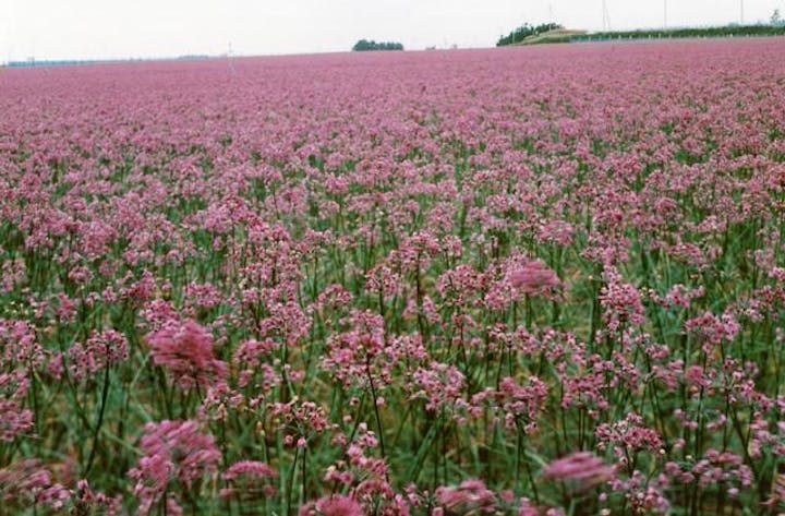 らっきょうの花