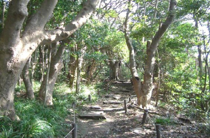 雄島の原生林・樹海