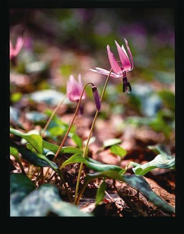 カタクリの花群生地