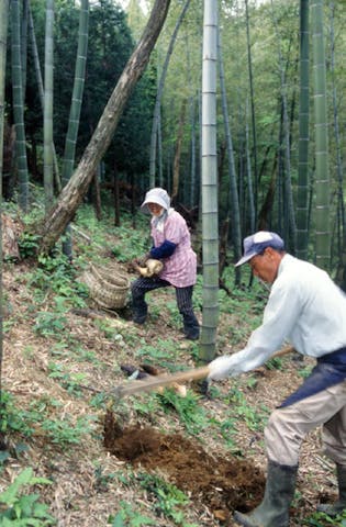 たけのこ掘り体験