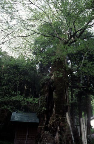 苅田比売神社のムクの木