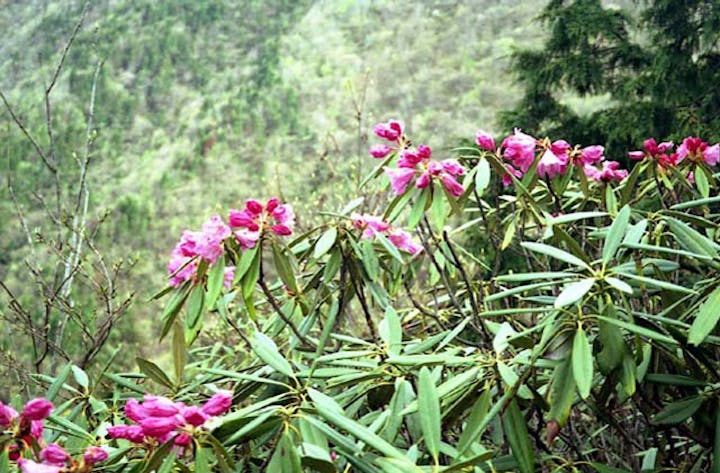 頭巾山のシャクナゲ自生地