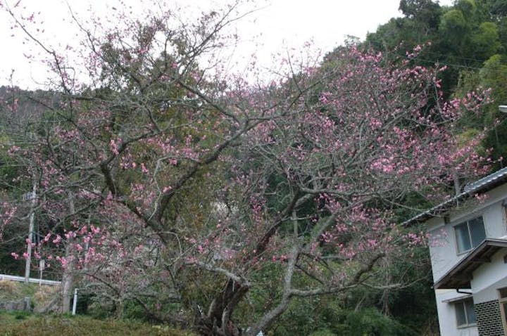 宝楽寺のトビウメ