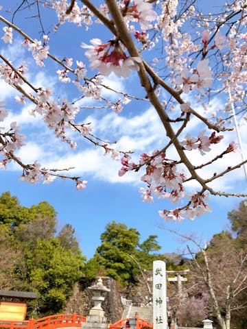 武田神社の桜 アソビュー