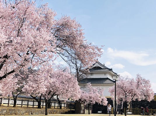 舞鶴城公園の桜 アソビュー