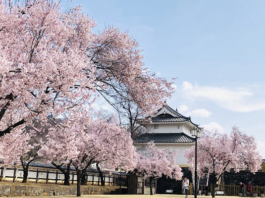 舞鶴城公園の桜 アソビュー 舞鶴城公園の桜 アソビュー