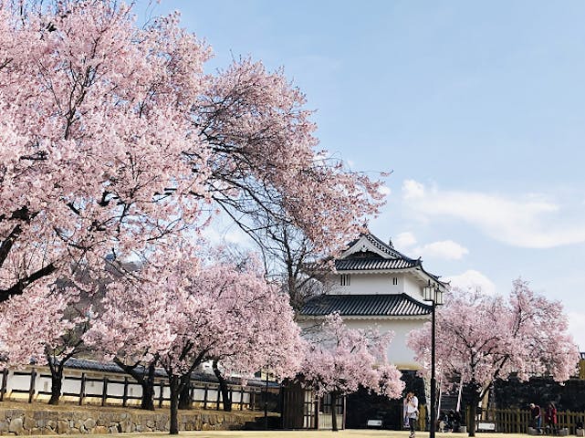 舞鶴城公園の桜 アソビュー