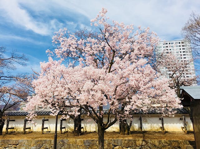 舞鶴城公園の桜 アソビュー