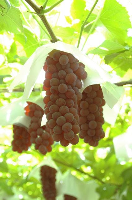 スポットの写真