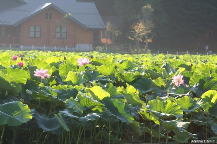 明見湖（蓮池）