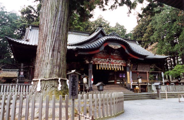 富士浅間神社の大杉